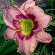Always Afternoon Daylily from Oakes Daylilies