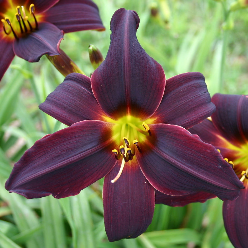 American Revolution Daylily from Oakes Daylilies