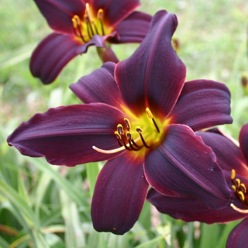 American Revolution Daylily from Oakes Daylilies