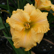 America's Most Wanted Daylily from Oakes Daylilies