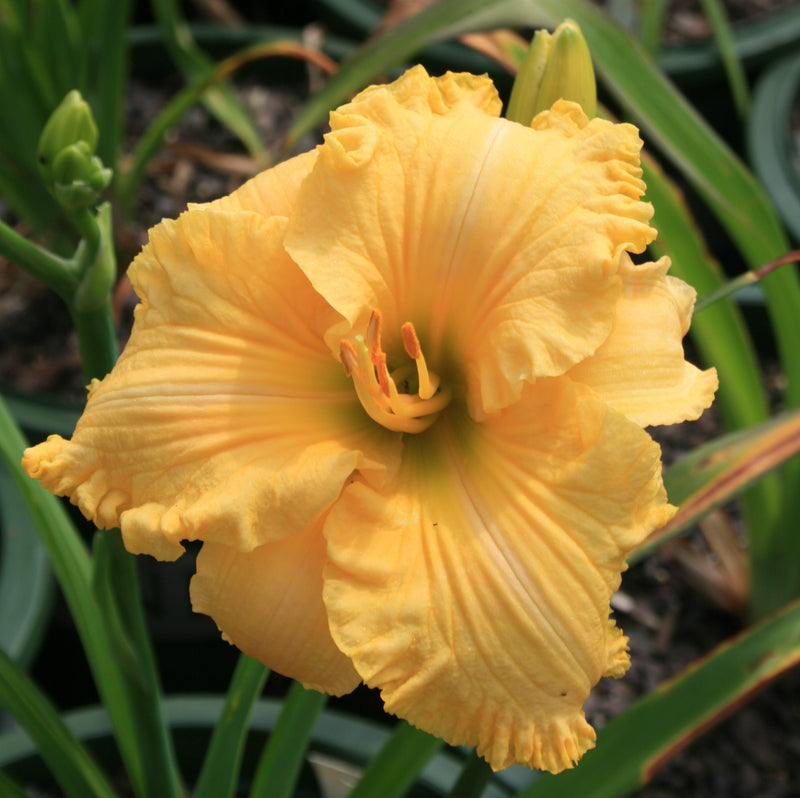 America's Most Wanted Daylily from Oakes Daylilies