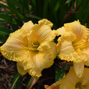 America's Most Wanted Daylily from Oakes Daylilies