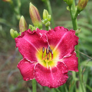 Amy's Pink Daylily from Oakes Daylilies