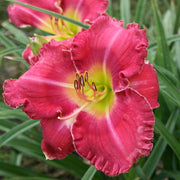 Amy's Pink Daylily from Oakes Daylilies