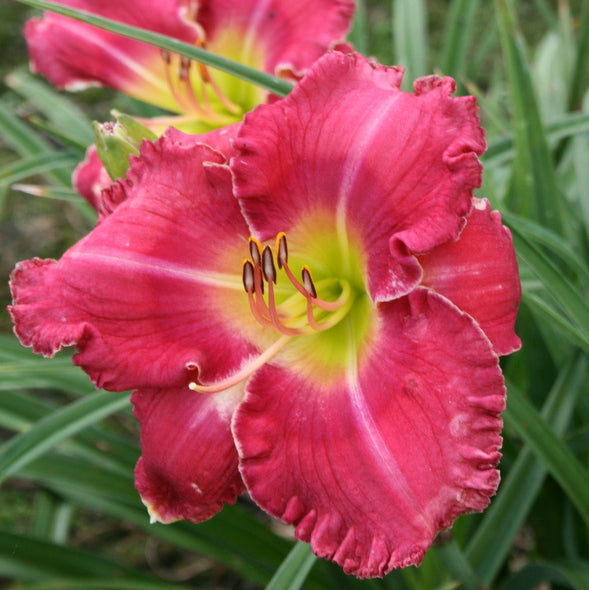Amy's Pink Daylily from Oakes Daylilies