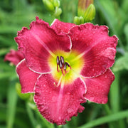Amy's Pink Daylily from Oakes Daylilies