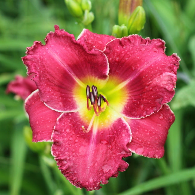 Amy's Pink Daylily from Oakes Daylilies