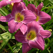 Anchors Aweigh Daylily from Oakes Daylilies