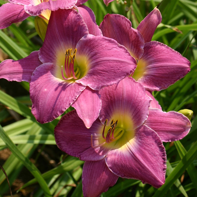 Anchors Aweigh Daylily from Oakes Daylilies