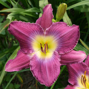 Anchors Aweigh Daylily from Oakes Daylilies