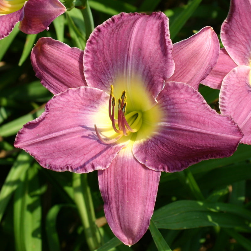 Anchors Aweigh Daylily from Oakes Daylilies