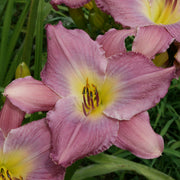 Anchors Aweigh Daylily from Oakes Daylilies