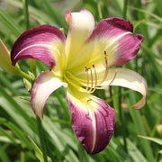 Andy's Awe Daylily from Oakes Daylilies