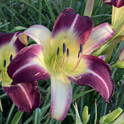 Andy's Awe Daylily from Oakes Daylilies