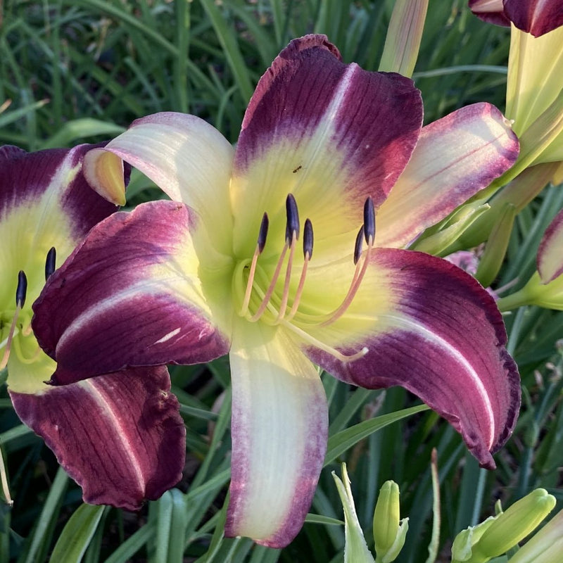Andy's Awe Daylily from Oakes Daylilies
