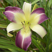 Andy's Awe Daylily from Oakes Daylilies
