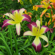 Andy's Awe Daylily from Oakes Daylilies