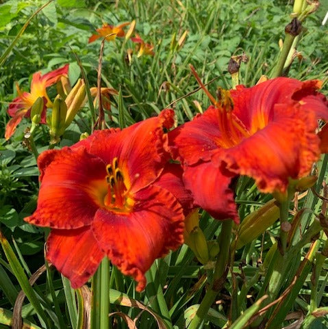 Apache War Dance Daylily from Oakes Daylilies