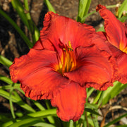 Apache War Dance Daylily from Oakes Daylilies
