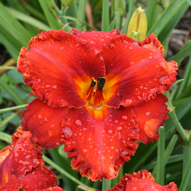 Apache War Dance Daylily from Oakes Daylilies

