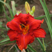 Apache War Dance Daylily from Oakes Daylilies
