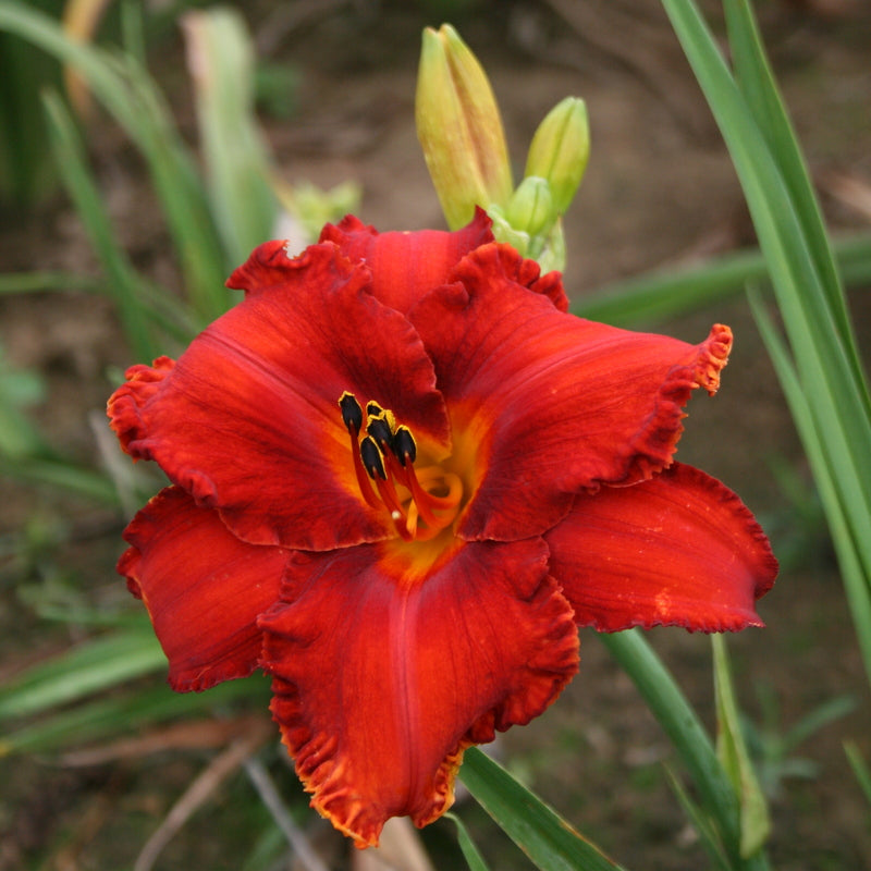 Apache War Dance Daylily from Oakes Daylilies
