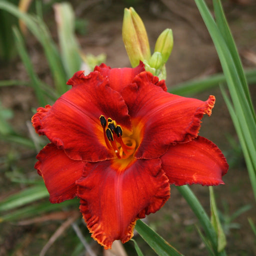 Apache War Dance Daylily from Oakes Daylilies
