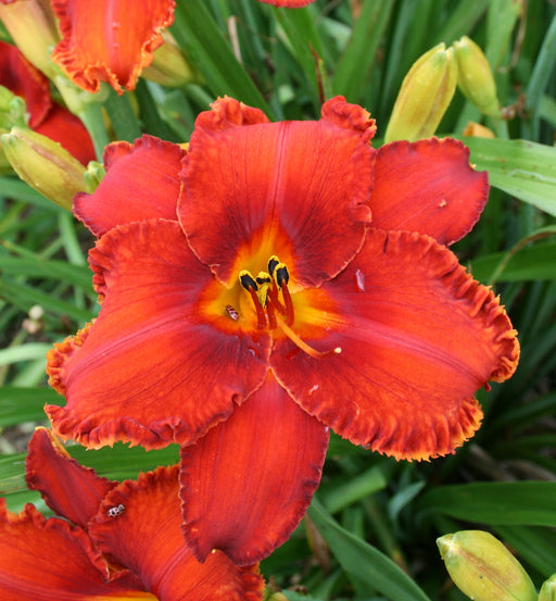 Apache War Dance Daylily from Oakes Daylilies
