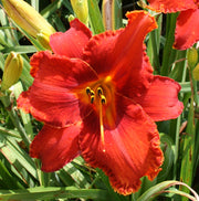 Apache War Dance Daylily from Oakes Daylilies

