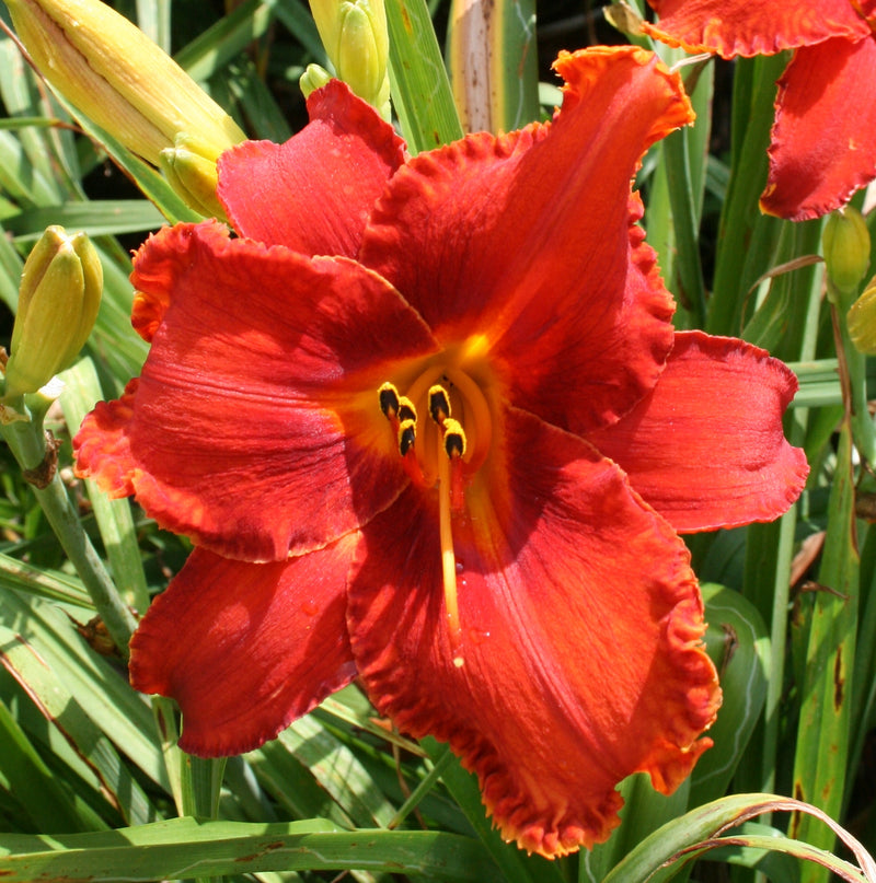 Apache War Dance Daylily from Oakes Daylilies
