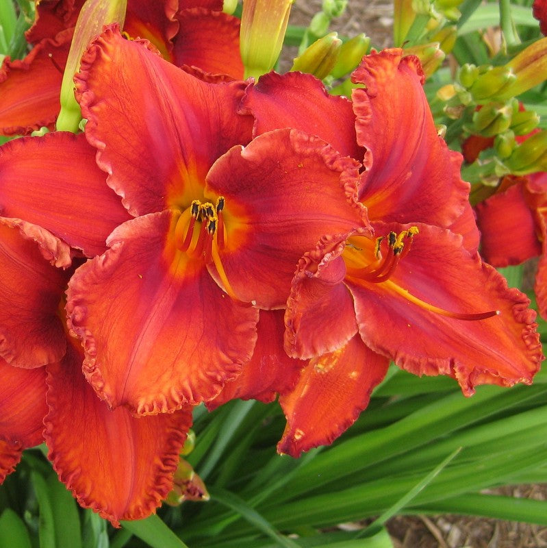Apache War Dance Daylily from Oakes Daylilies