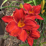 Apache War Dance Daylily from Oakes Daylilies