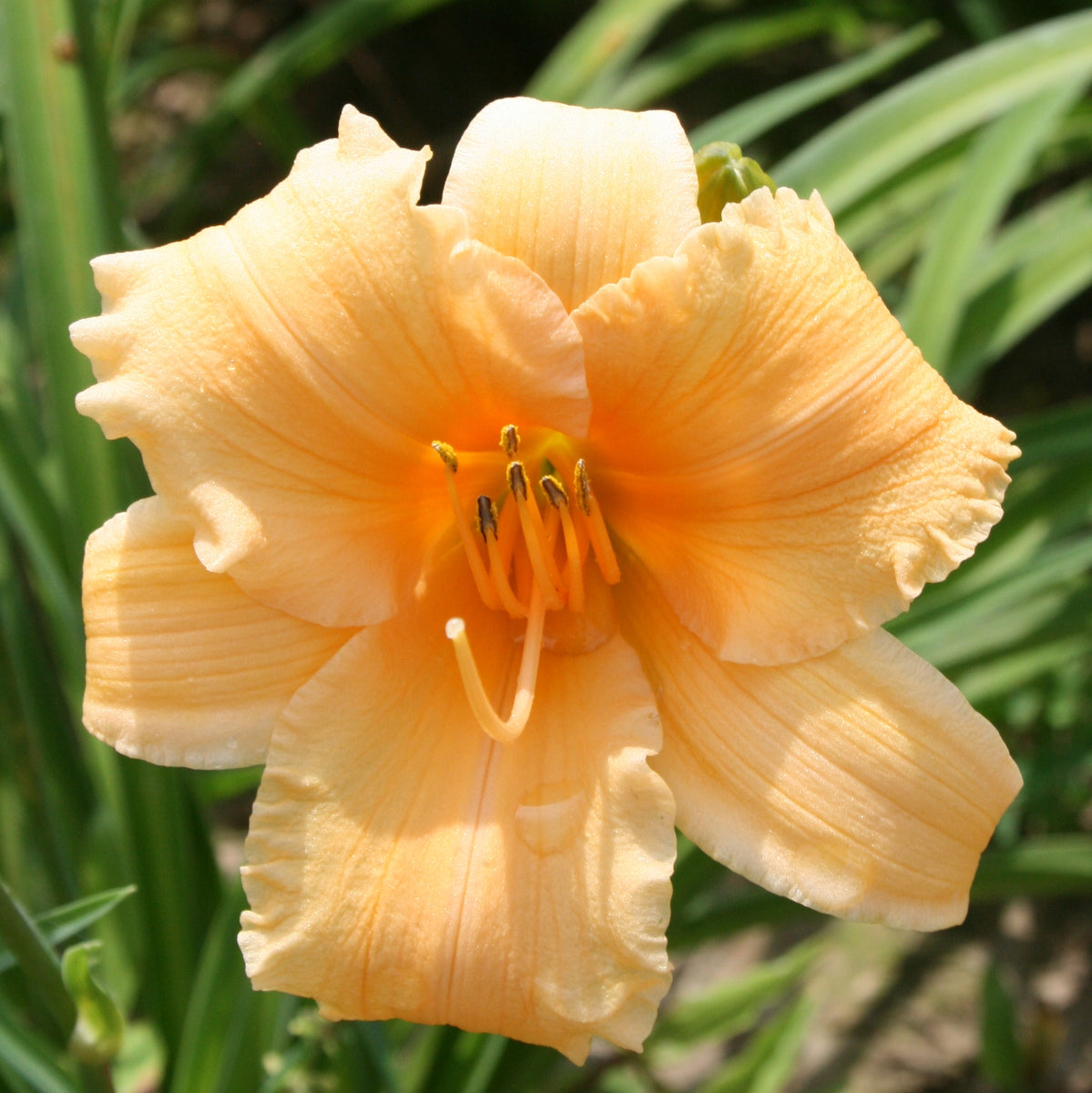 Oakes Daylilies Apricot Sparkles Daylily