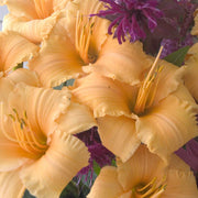 Apricot Sparkles Daylily from Oakes Daylilies