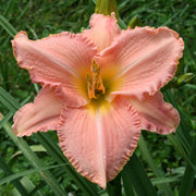 Atlanta Debutante Daylily from Oakes Daylilies