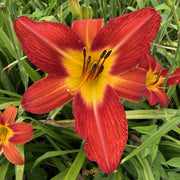 August Flame Daylily from Oakes Daylilies