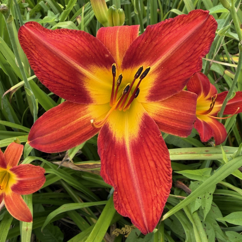 August Flame Daylily from Oakes Daylilies