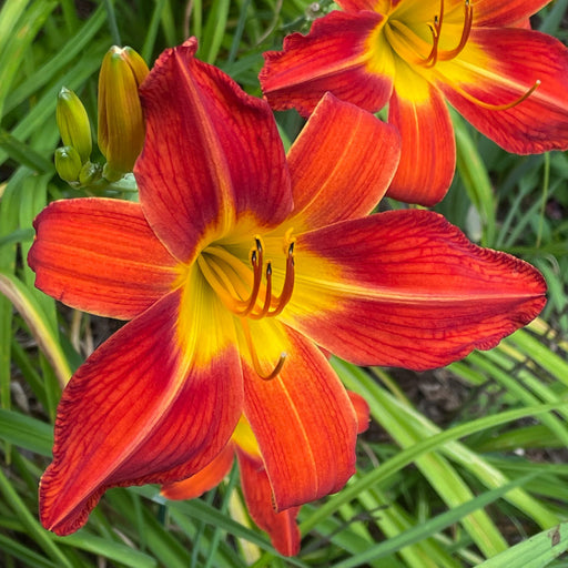 August Flame Daylily from Oakes Daylilies