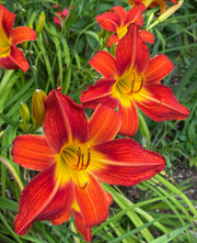 August Flame Daylily from Oakes Daylilies