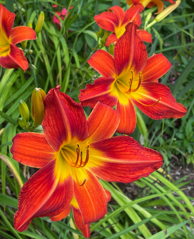 August Flame Daylily from Oakes Daylilies
