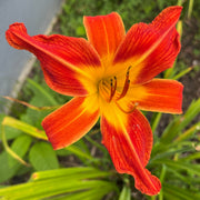 August Flame Daylily from Oakes Daylilies