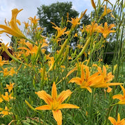 Autumn Minaret Daylily from Oakes Daylilies