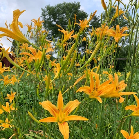 Autumn Minaret Daylily from Oakes Daylilies