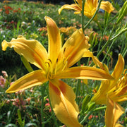 Autumn Minaret Daylily from Oakes Daylilies