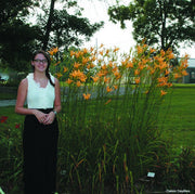 Autumn Minaret Daylily from Oakes Daylilies