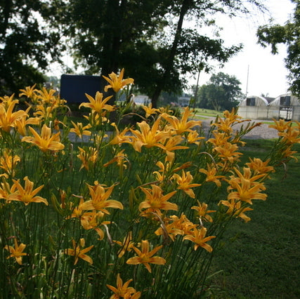 Autumn Minaret Daylily from Oakes Daylilies