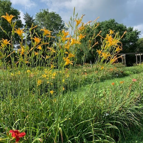 altissima daylily Autumn Minaret Daylily |Tallest We Grow!