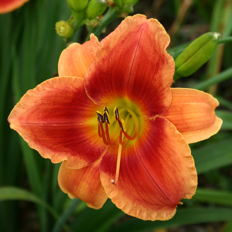 Avante Garde Daylily from Oakes Daylilies