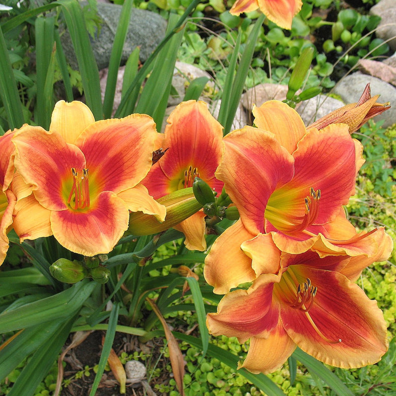 Avante Garde Daylily from Oakes Daylilies
