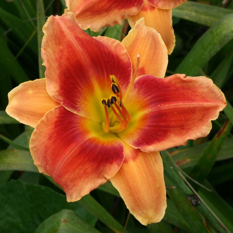Avante Garde Daylily from Oakes Daylilies